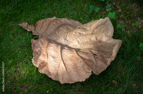 Withered leaf on the green grass under sunlight