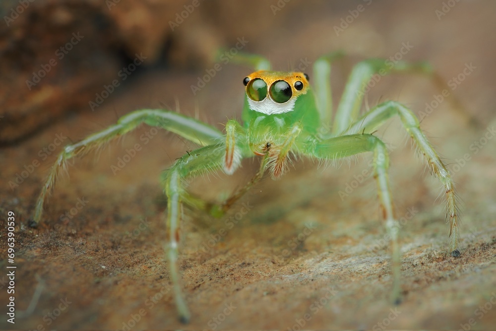 Fototapeta premium spider on a leaf