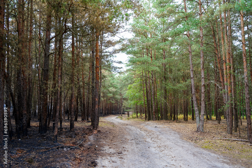 View of tree trunks charred but a undergrowth forest fire View of tree trunks charred but a undergrowth forest fire