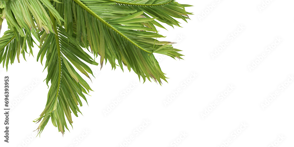 Isolated branch of palm tree
