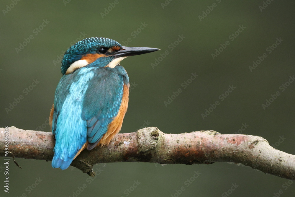 Obraz premium kingfisher on branch