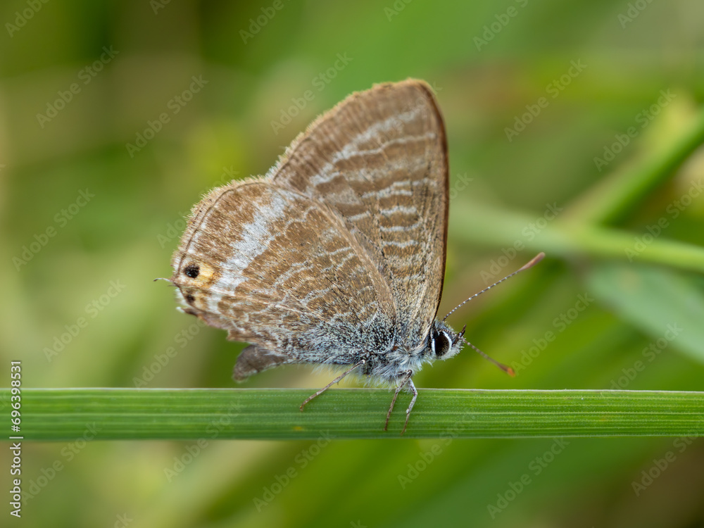 Long-tailed Blue Butterfly With its Wings Closed Long-tailed Blue Butterfly With its Wings Closed