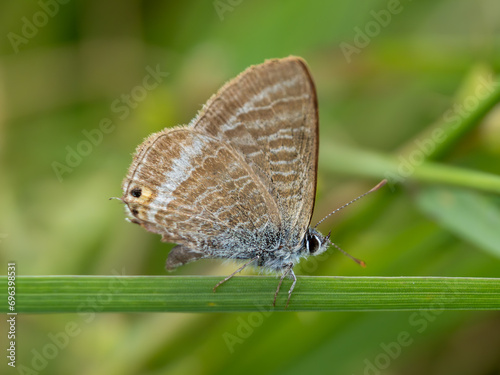 Long-tailed Blue Butterfly With its Wings Closed