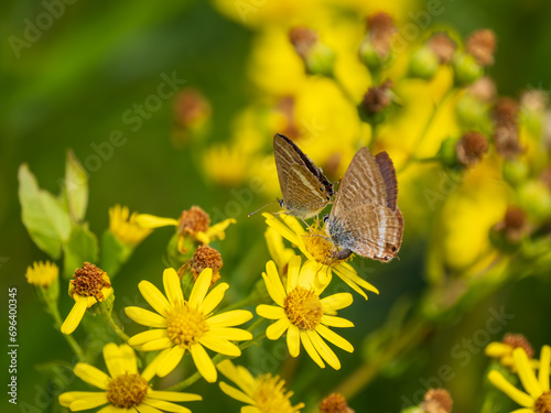 Male Long-tailed Blue Butterfly Trying to Mate photo