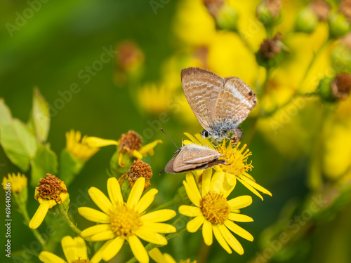 Male Long-tailed Blue Butterfly Trying to Mate © Stephan Morris 
