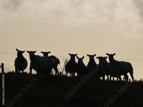 Group of sheep silhouetted against an evening sky in the Outer Hebrides, Scotland