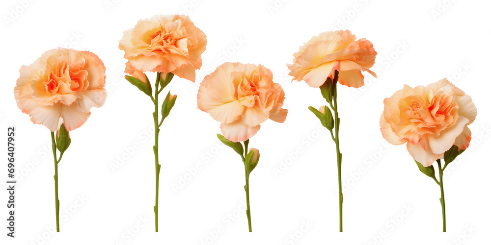 Set of apricot carnation flower branch on white background
