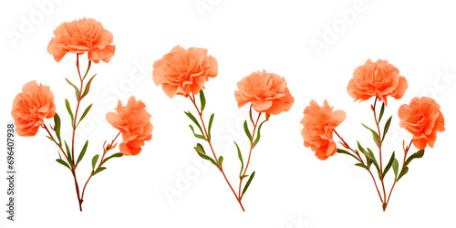 Isolated orange apricot carnation flower branch on white background 