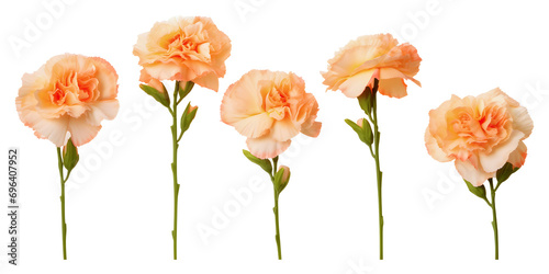 Set of apricot carnation flower branch on white background 