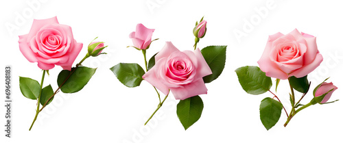 pink rose branch isolated on white photo
