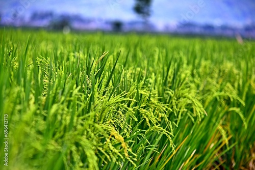 Rice plants grow abundantly in the rice fields of the Rawa Pening Ambarawa area, Central Java, Indonesia