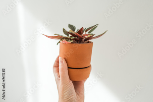 Hand with a potted peperomia rosso plant at home. A small homeplant at apartment interior. Taking care of a plant at home concept.Growing a house plant. photo