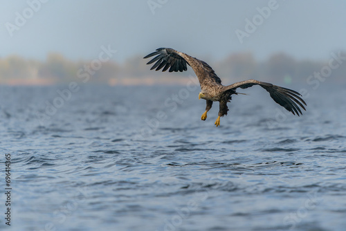 White-tailed eagle or Eurasian sea eagle (Haliaeetus albicilla) flying and fishing close to the water surface.  The eagle is flying to catch a fish. Poland, europe.                                    