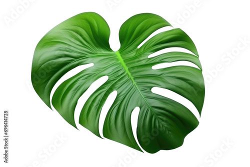 green tropical leaf isolated on white or transparent png