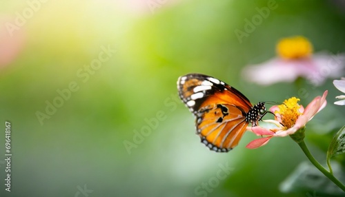 nature of butterfly and flower in garden using as background butterflies day cover page or banner template brochure landing page wallpaper design © William