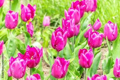 View of beautiful pink tulips flowers.