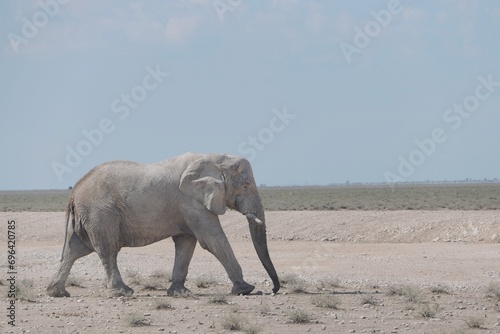Old african elephant looking for water