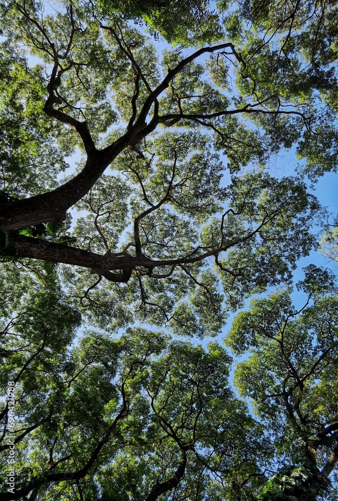Fototapeta premium tree in spring