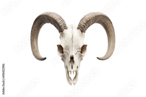 goat skull isolated on white