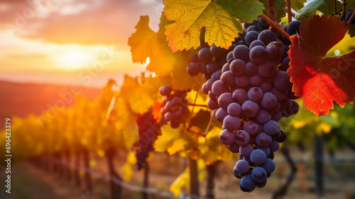 Nature background with Vineyards at sunset in autumn harvest. Ripe grapes in fall. generative ai