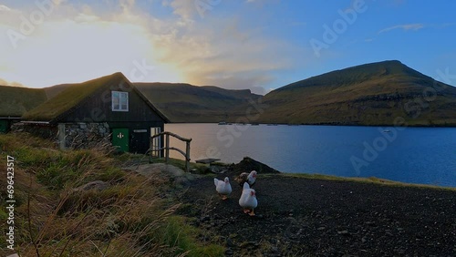 Wallpaper Mural Walking duck with wooden chalet at Faroe islands Torontodigital.ca