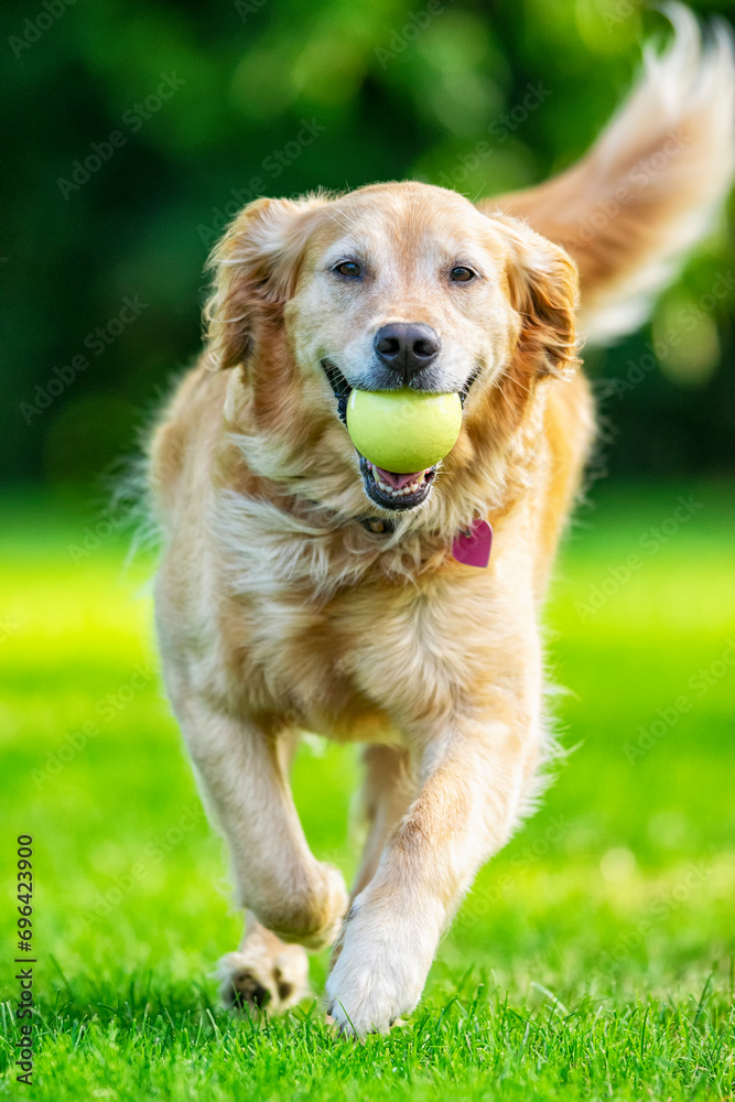 A happy cute 5 year old Golden Retriever running with her yellow ball playing fetch. A happy cute 5 year old Golden Retriever running with her yellow ball playing fetch.