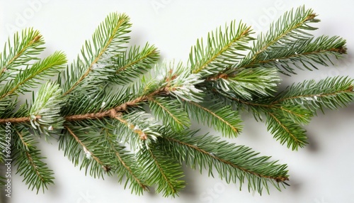 fir tree branch on white