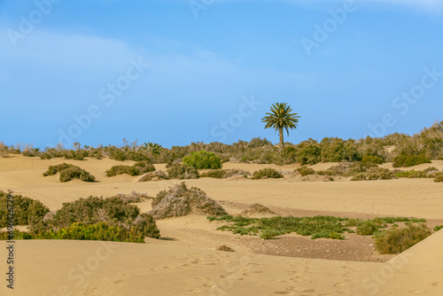 Vegetation In The Dunes © P-B Foto