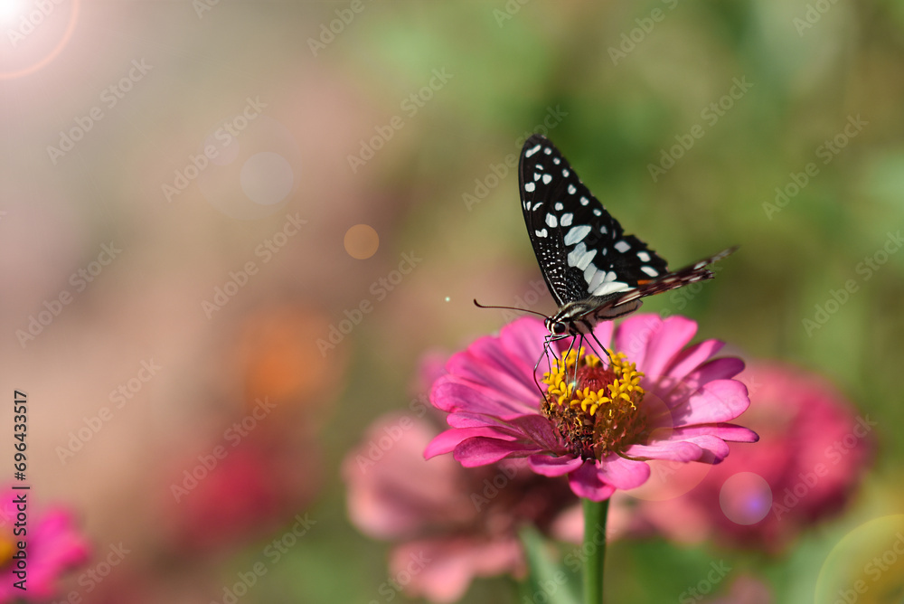 Fototapeta premium Butterflies and flowers refresh the morning, warm atmosphere, nature, happy all day.