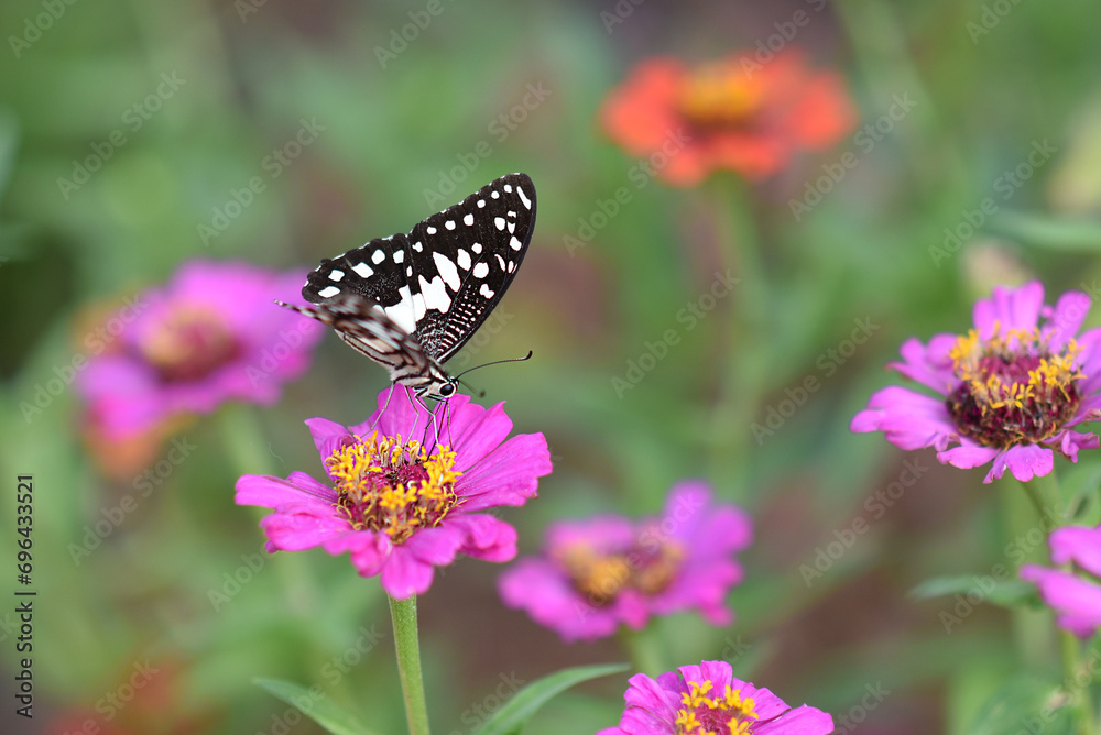 Butterflies and flowers refresh the morning, warm atmosphere, nature, happy all day. Butterflies and flowers refresh the morning, warm atmosphere, nature, happy all day.