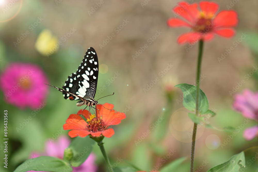 Butterflies and flowers refresh the morning, warm atmosphere, nature, happy all day. Butterflies and flowers refresh the morning, warm atmosphere, nature, happy all day.