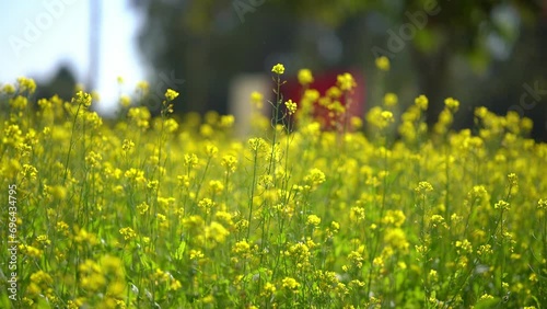 Yellow Rapseed, Mustard flowers field, closeup background of yellow rapseed field swaying on wind at daylight photo