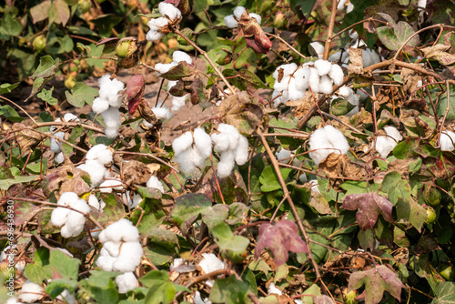 Cotton crop at harvesting stage at farmer field.