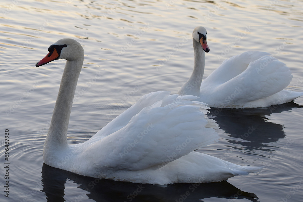 Fototapeta premium Mute swan on the river.