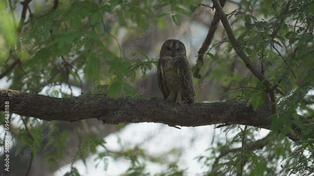 The mottled wood owl is a species of large owl found in India