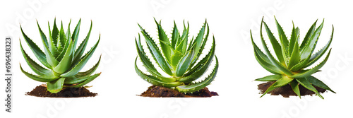Set of allovers plant, isolated on transparent background  photo