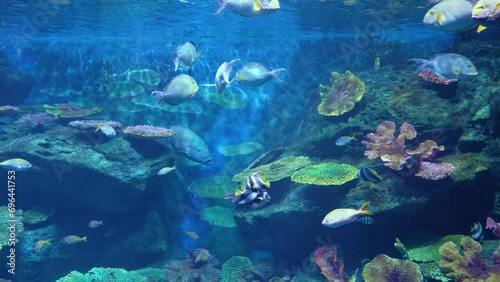 Wallpaper Mural Underwater world. Coral reef and fishes sea creatures in a huge aquarium Torontodigital.ca