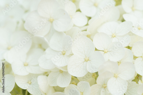 beautiful blossom of white hydrangea background at summer day. macro