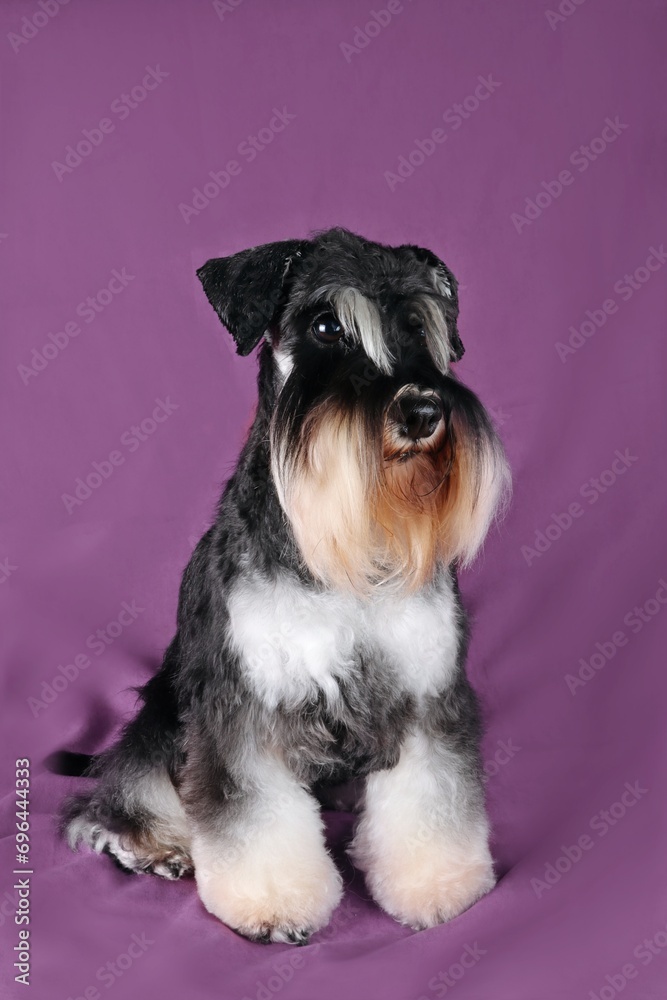 miniature schnauzer sitting on purple background 