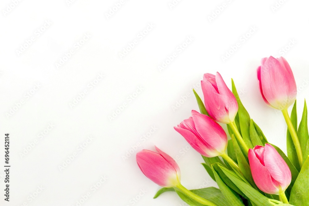 Rosa Tulpen auf weißem Hintergrund 