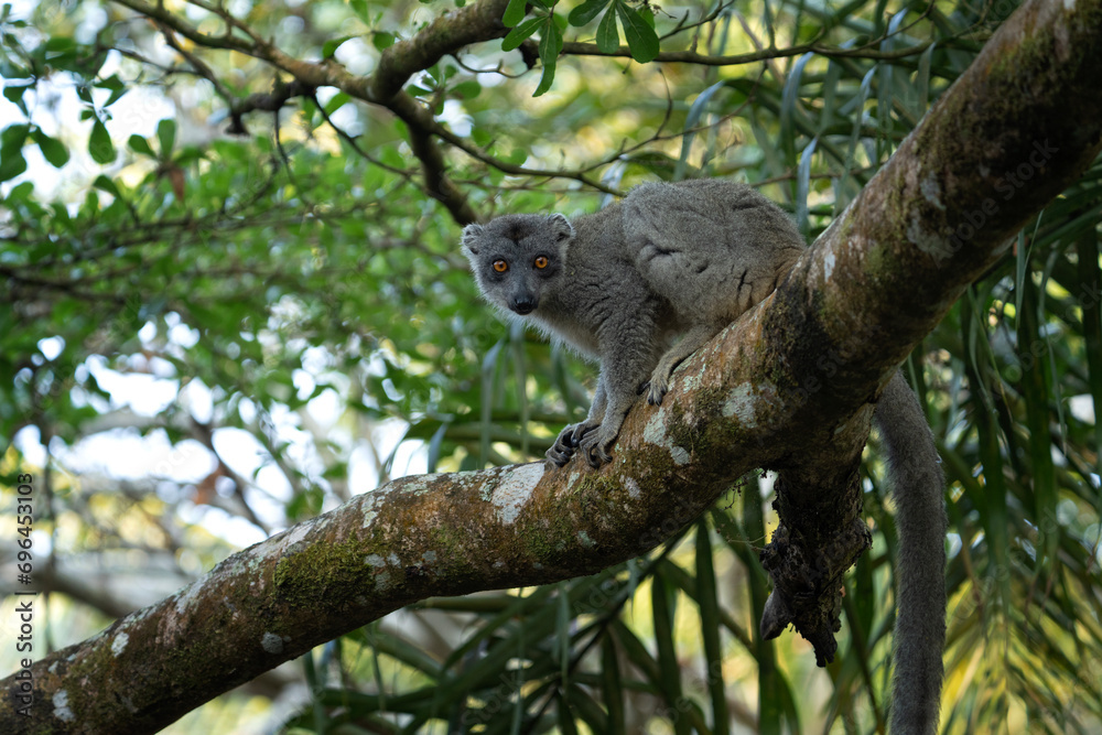 Common brown lemur in the forest. Eulemur fulvus is climbing on the tree in Madagascar. Gray lemur in the park. Common brown lemur in the forest. Eulemur fulvus is climbing on the tree in Madagascar. Gray lemur in the park.