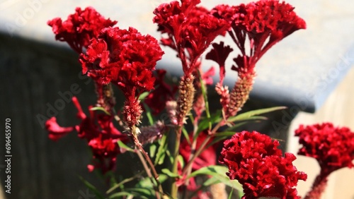 Red Carnation Flower in the area of Jambughoda Palace, Baroda, Gujarat photo