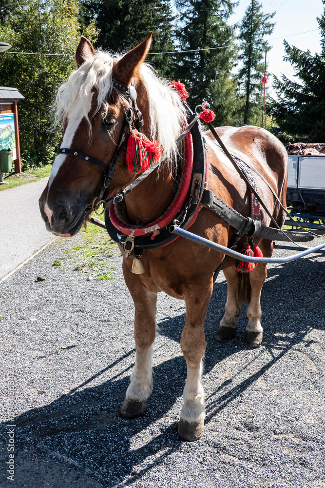 A beautiful horse with a carriage for tourists A beautiful horse with a carriage for tourists