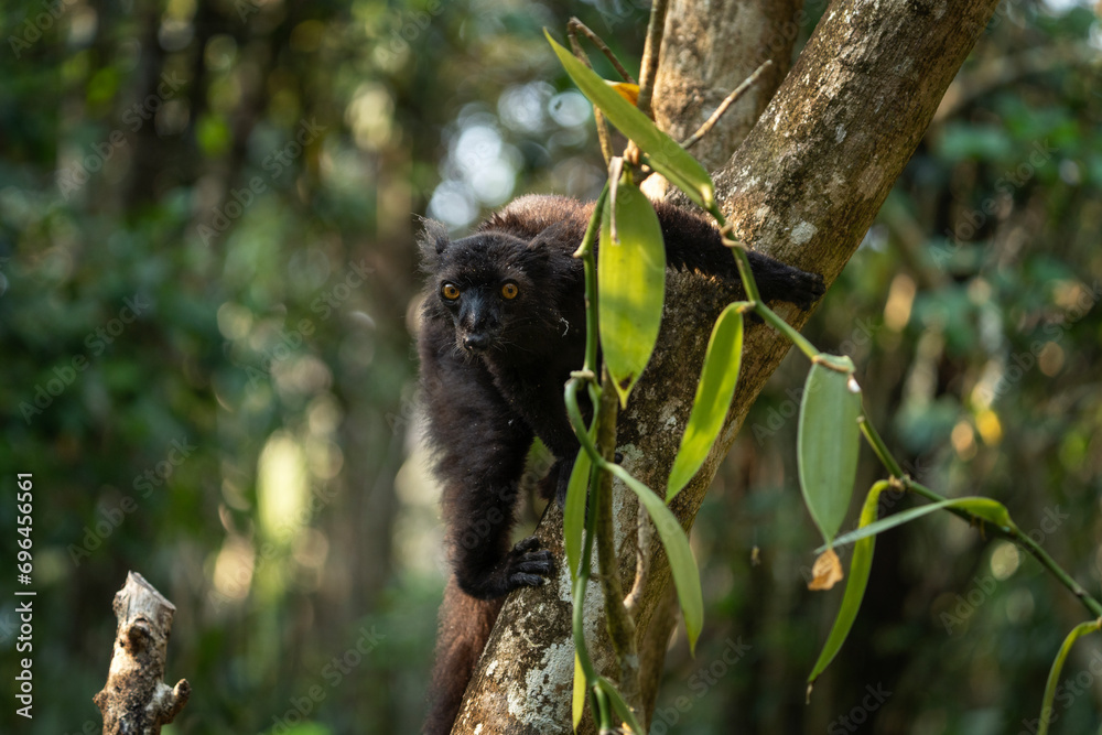 Black lemur in the forest. Eulemur macaco is climbing on the tree in Madagascar. Dark lemur in the park. Black lemur in the forest. Eulemur macaco is climbing on the tree in Madagascar. Dark lemur in the park.