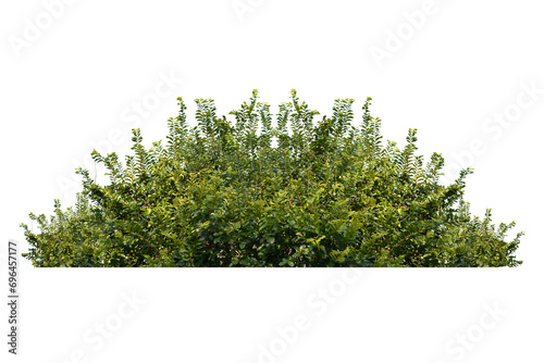  green bush isolated transparency background. © moderngolf1984
