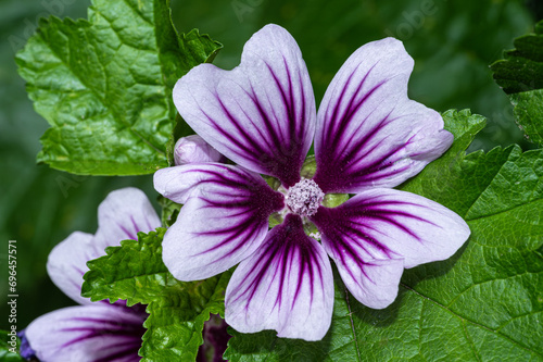 Cheeses  High Mallow and Tall Mallow  Malva sylvestris 