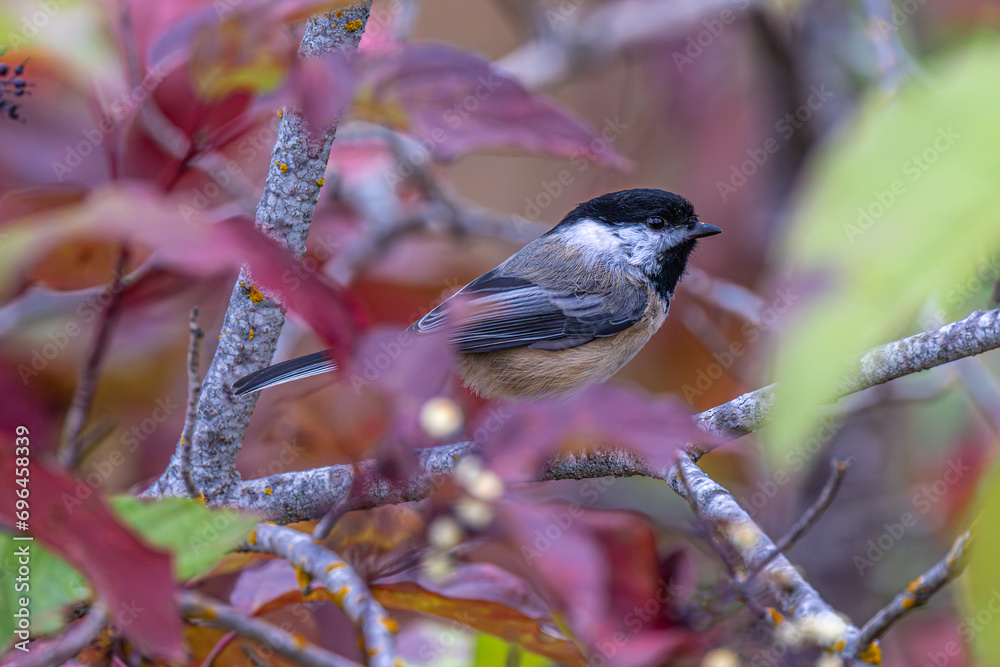 Naklejka premium Perching Black-capped Chickadee (Poecile atricapillus)