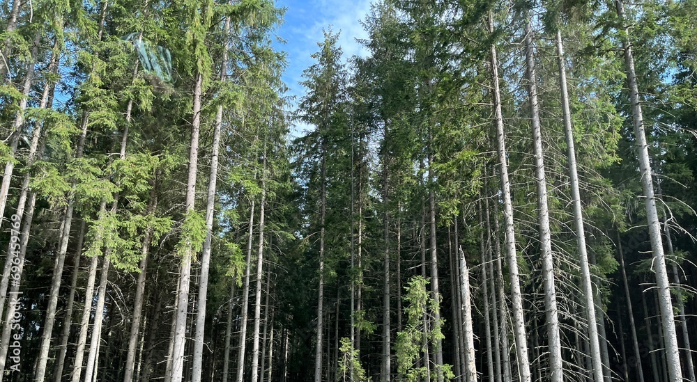 long pine trees in the forests of Romania long pine trees in the forests of Romania