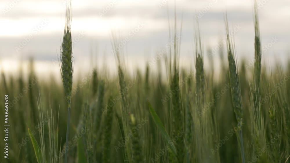 Ears of green wheat close on the field at sunset