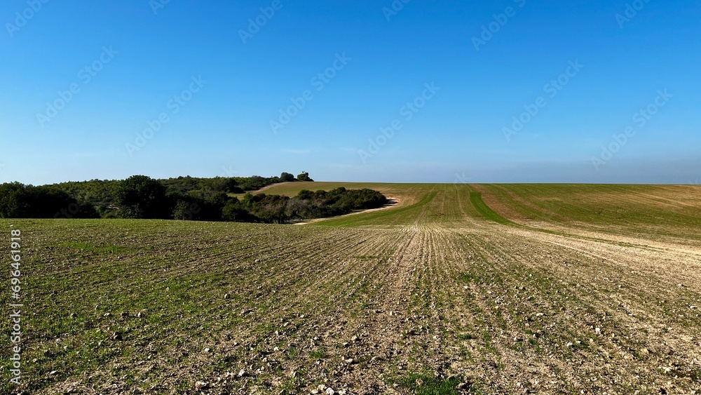 open field with trees and blue clear sky